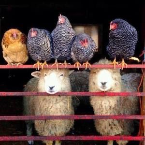 Meet your Posher, Dorcee